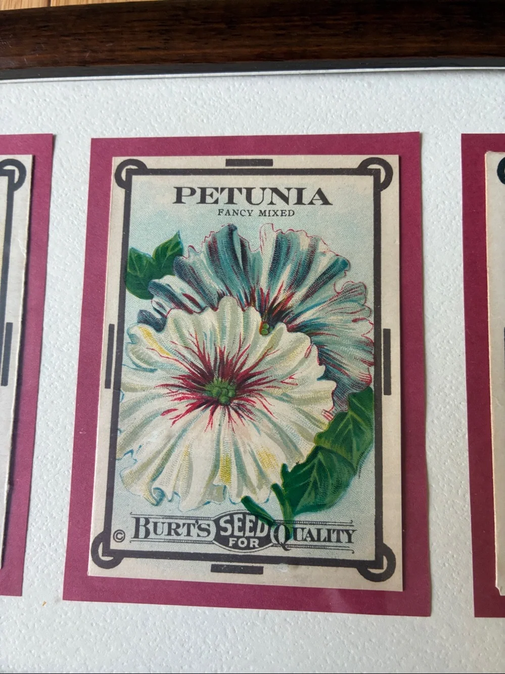Vintage Burt’s Seed Packet Wall Art | Framed Botanical Kitchen Decor | Cottage